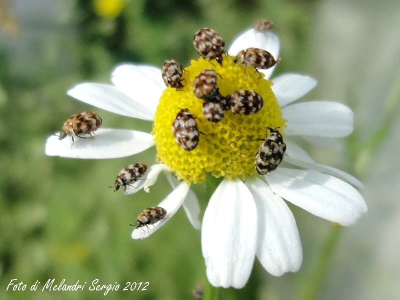 Dermestidae: Anthrenus verbasci